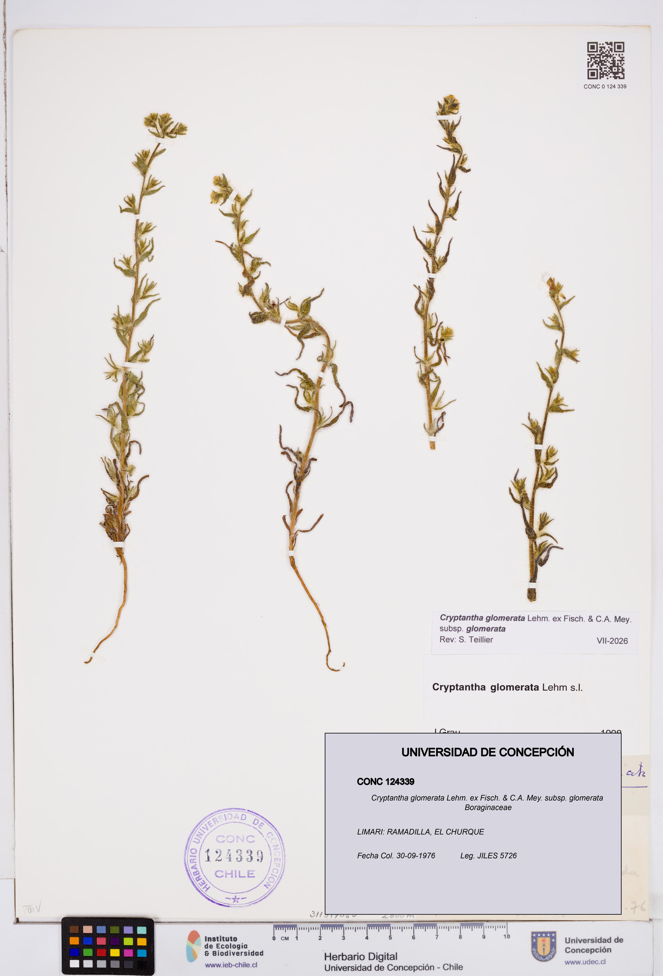 Cryptantha glomerata subsp. glomerata [Espécimen: ]