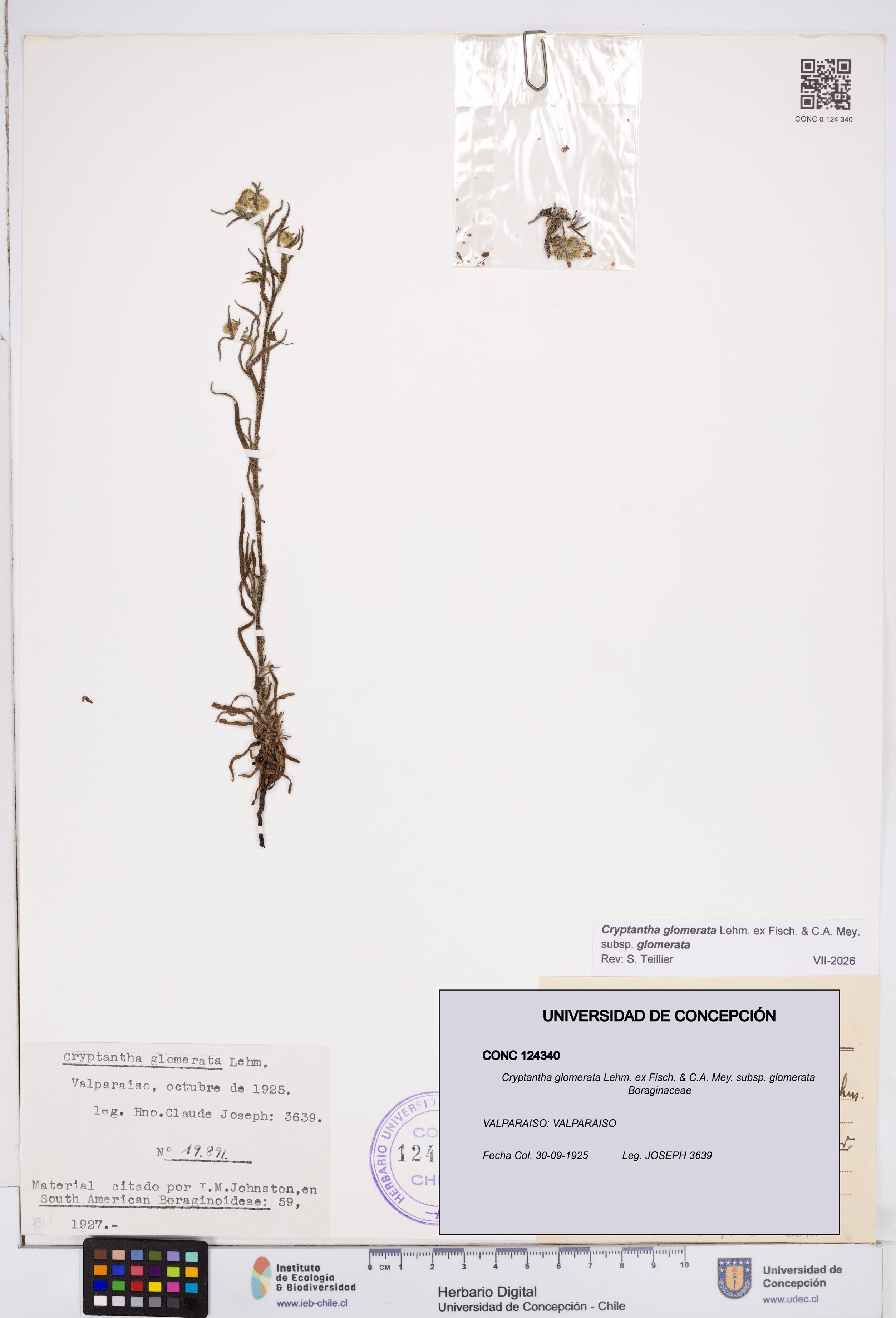 Cryptantha glomerata subsp. glomerata [Espécimen: ]