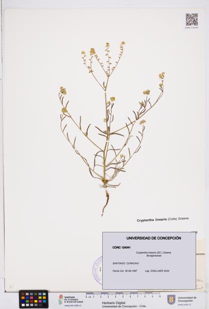 Cryptantha linearis [Espécimen: ]