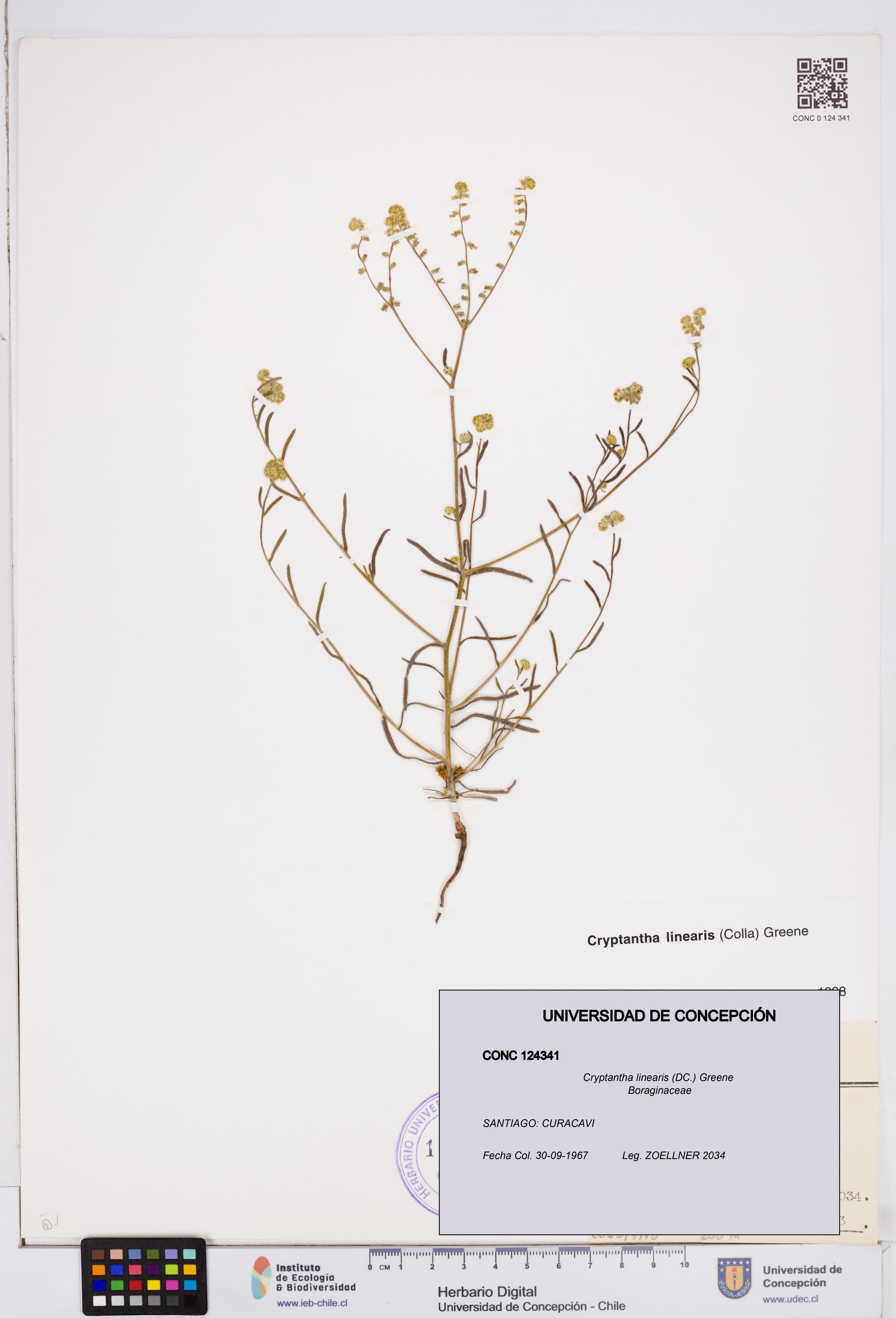 Cryptantha linearis [Espécimen: ]