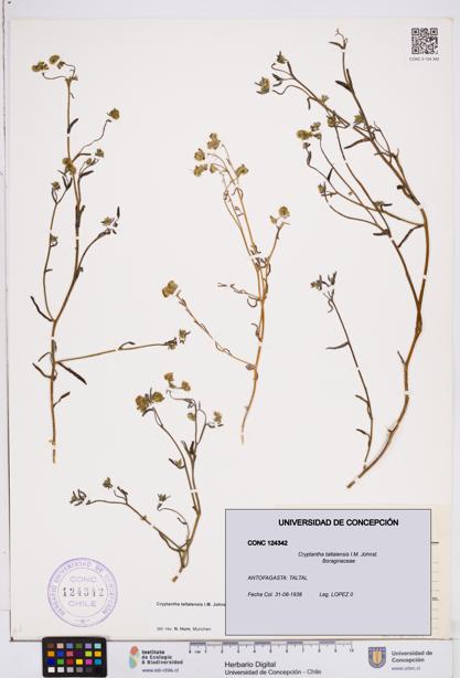 Cryptantha taltalensis [Espécimen: ]