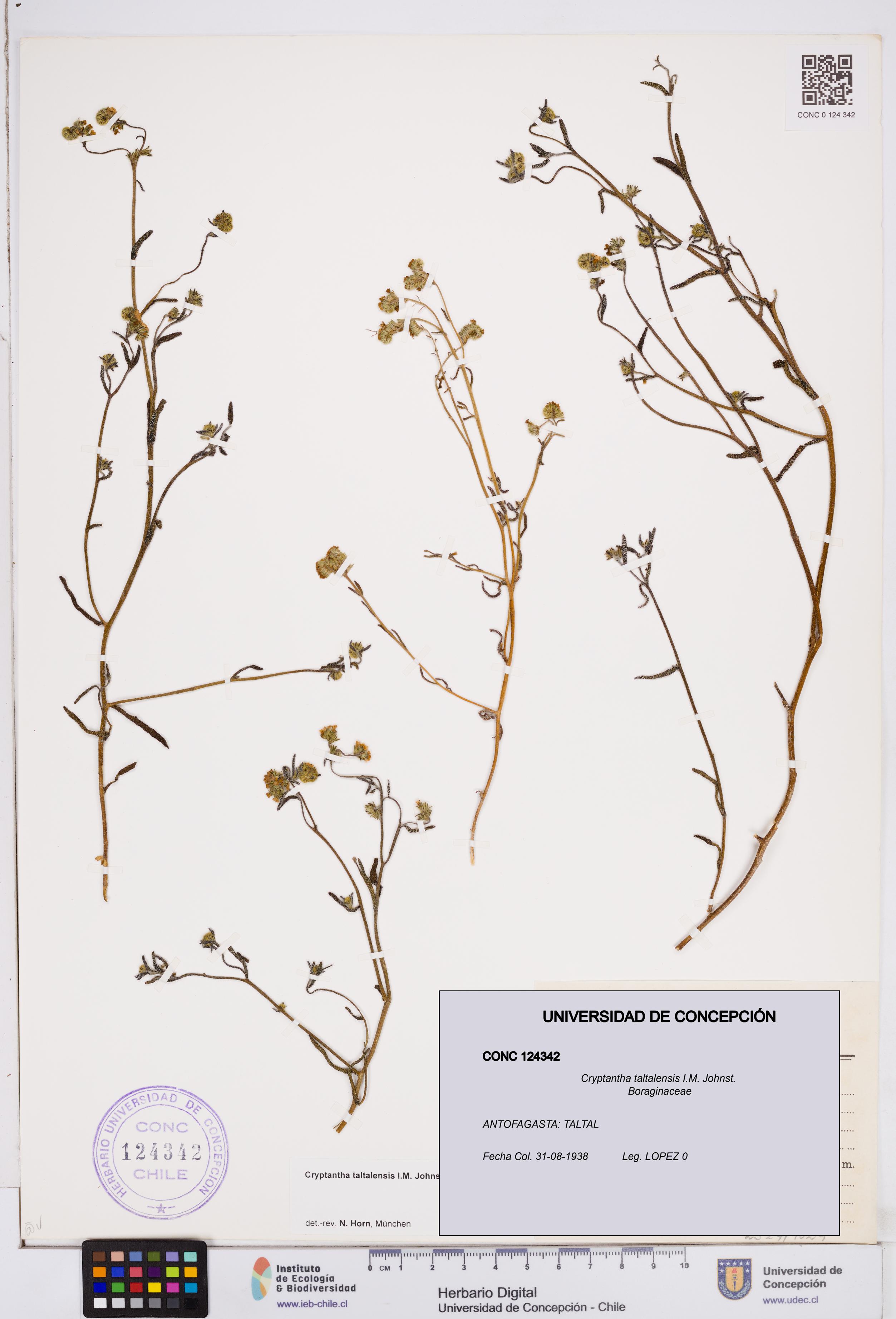 Cryptantha taltalensis [Espécimen: ]