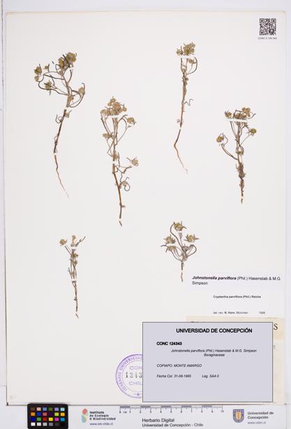 Johnstonella parviflora [Espécimen: ]