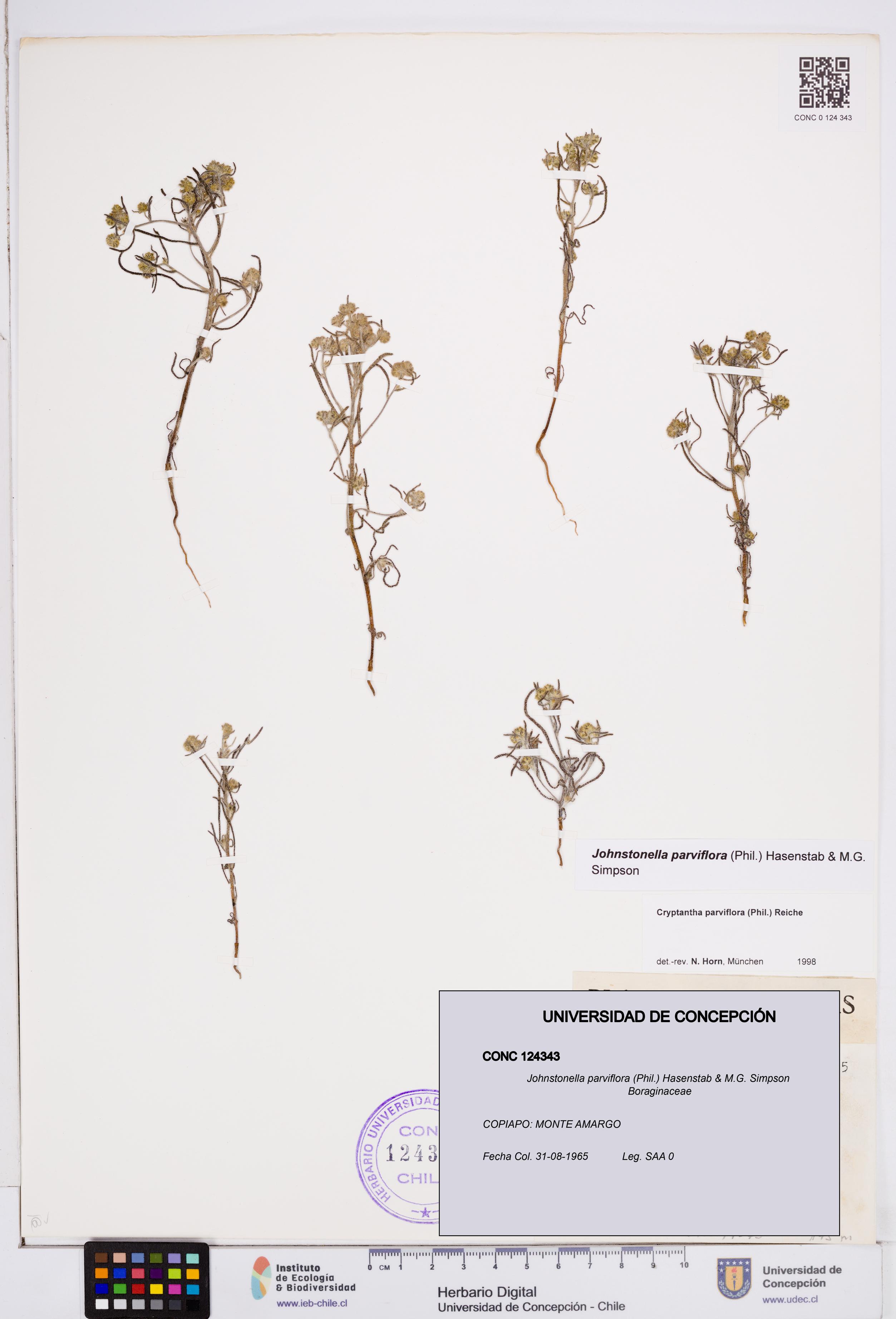 Johnstonella parviflora [Espécimen: ]