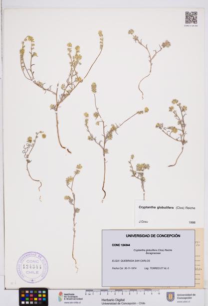 Cryptantha globulifera [Espécimen: ]