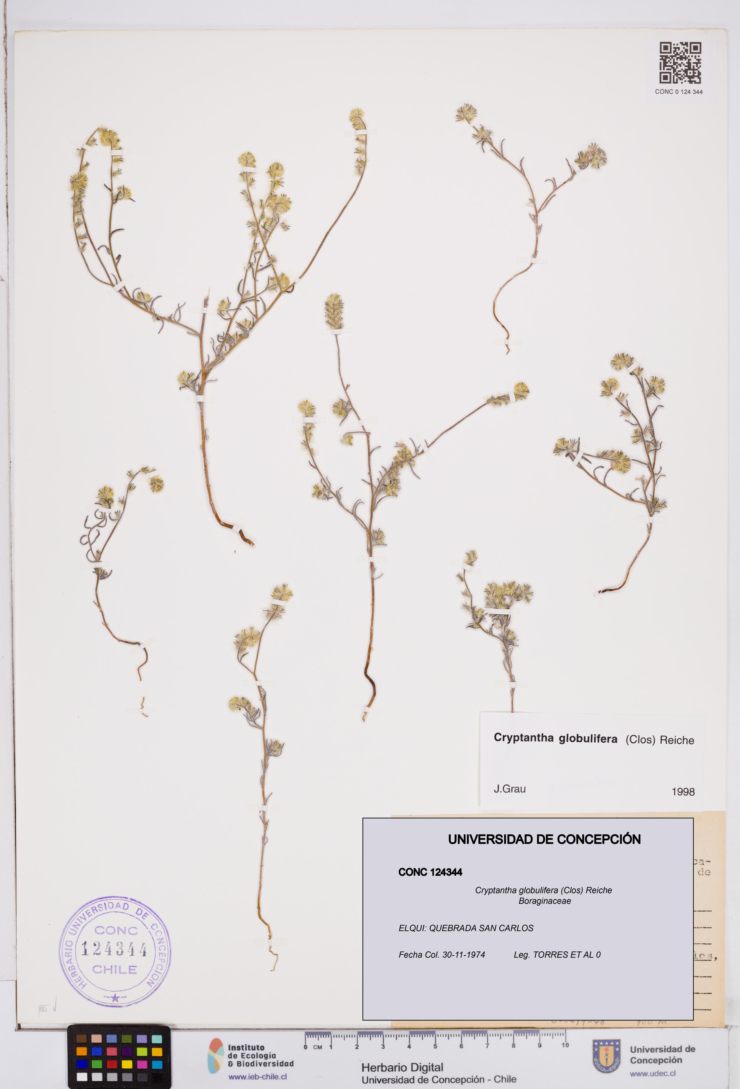 Cryptantha globulifera [Espécimen: ]