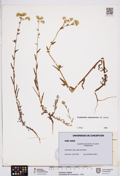 Cryptantha calycotricha [Espécimen: ]