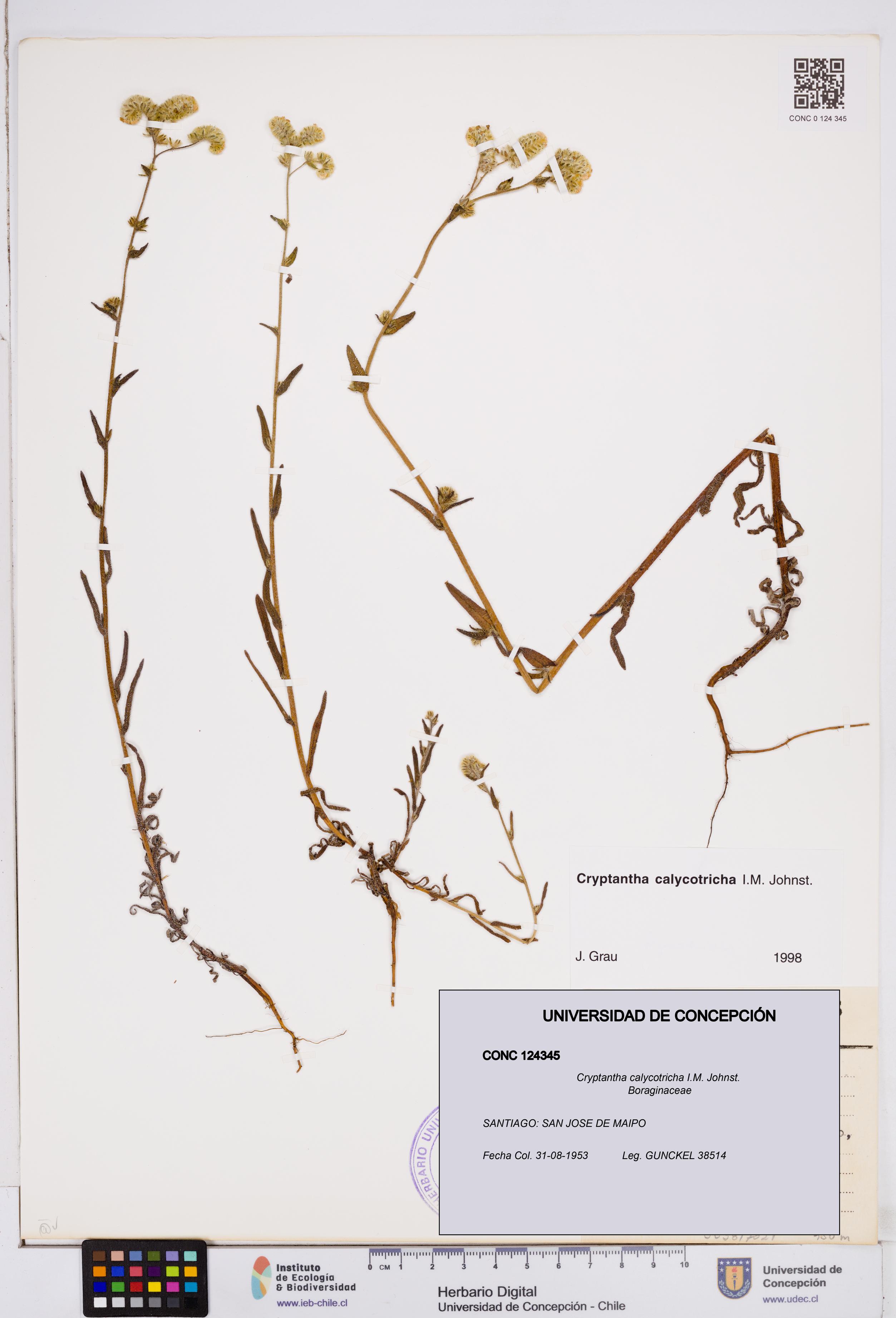 Cryptantha calycotricha [Espécimen: ]