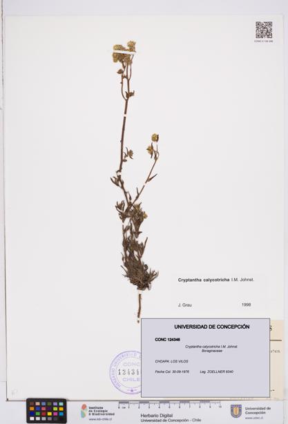 Cryptantha calycotricha [Espécimen: ]