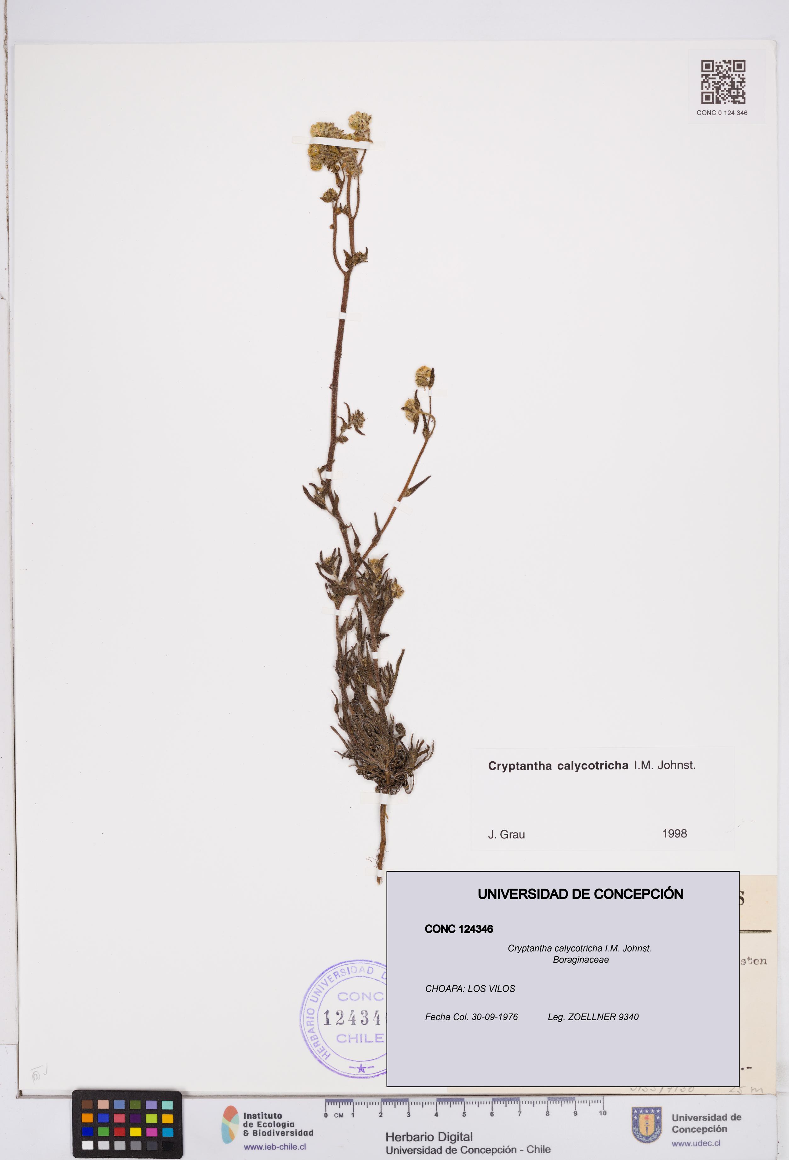 Cryptantha calycotricha [Espécimen: ]