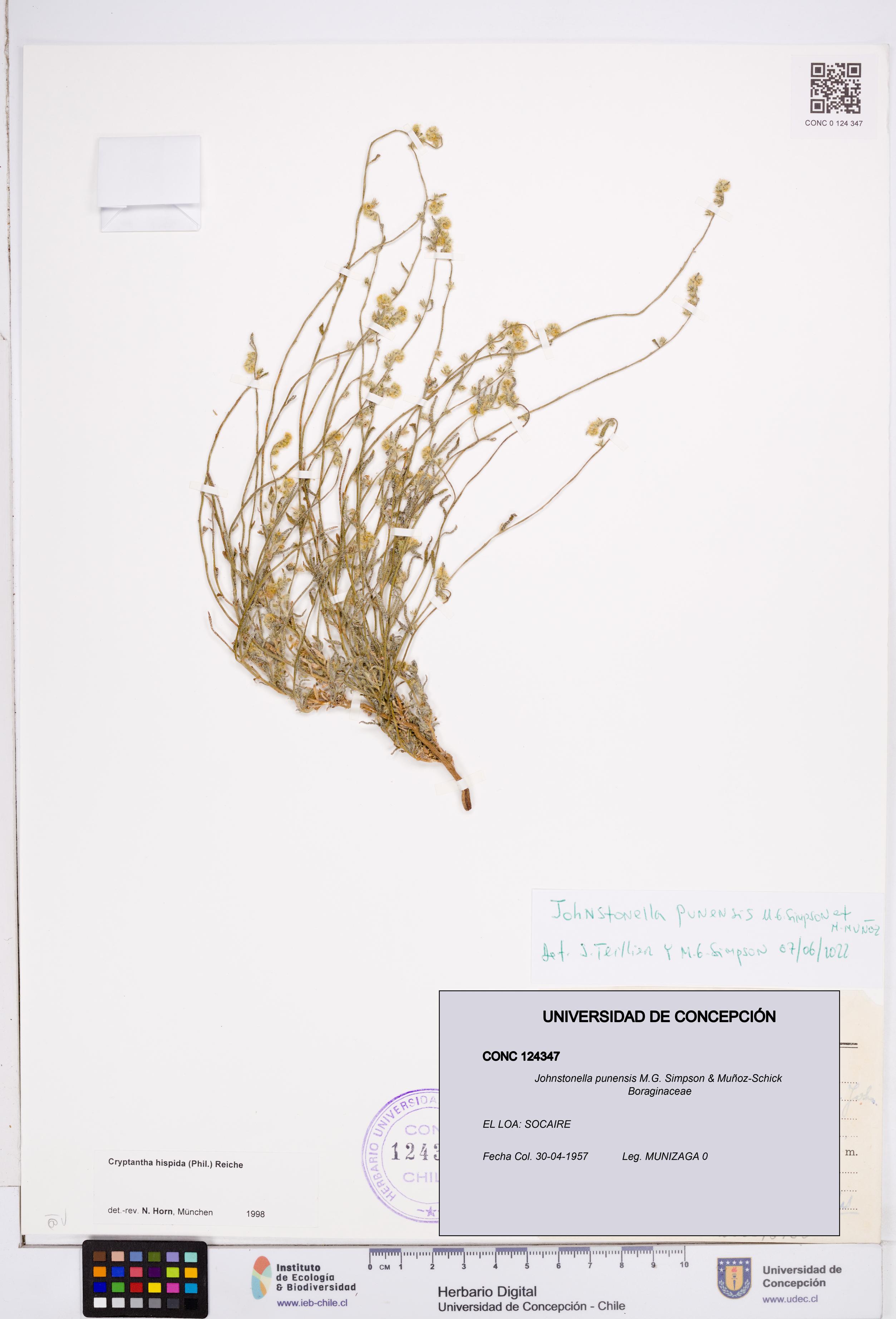Johnstonella punensis [Espécimen: ]