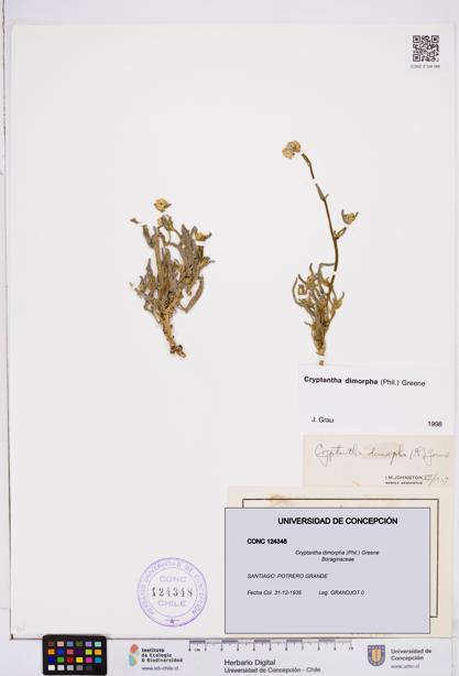 Cryptantha dimorpha [Espécimen: ]