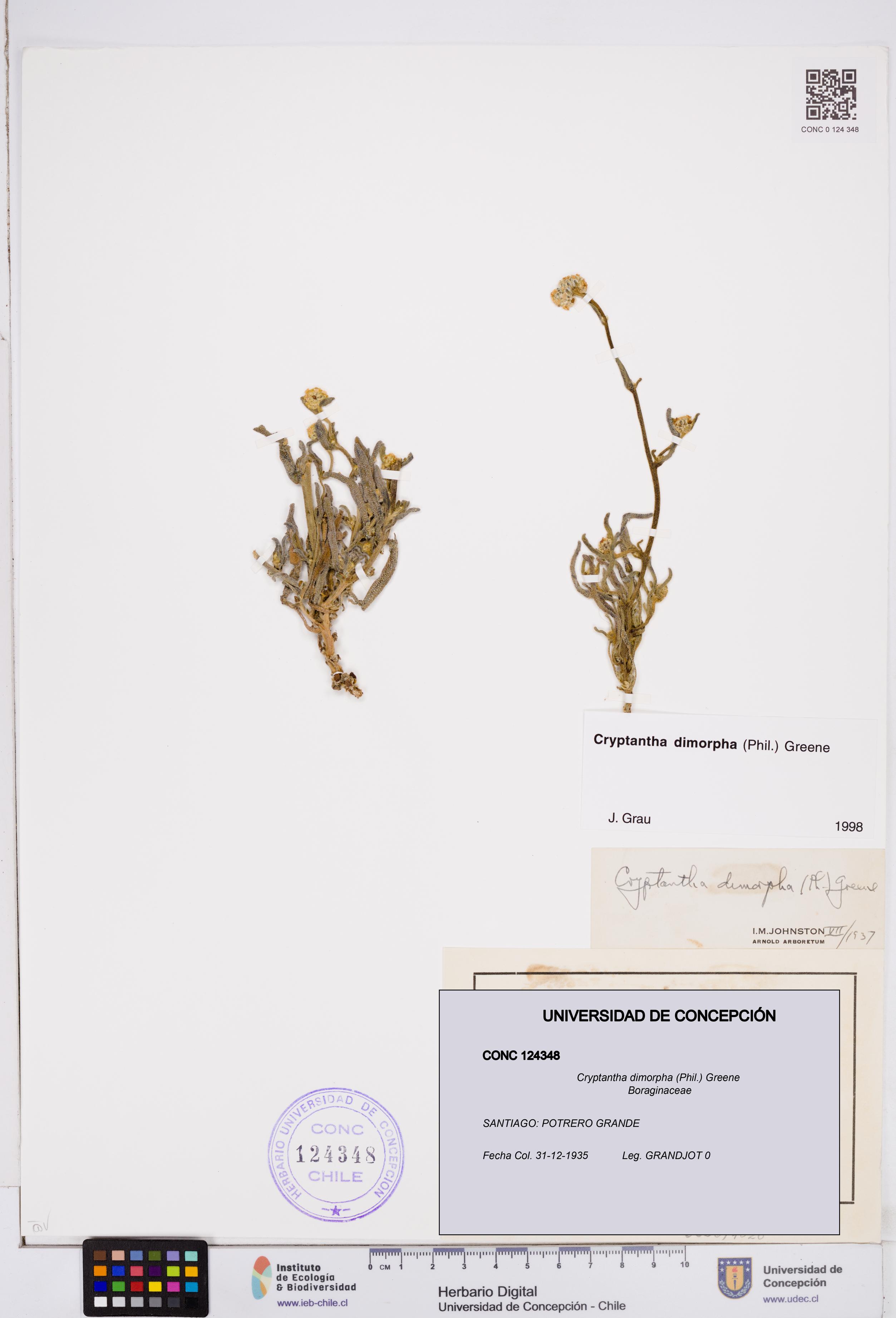Cryptantha dimorpha [Espécimen: ]