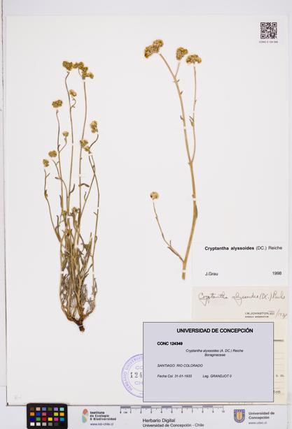 Cryptantha alyssoides [Espécimen: ]