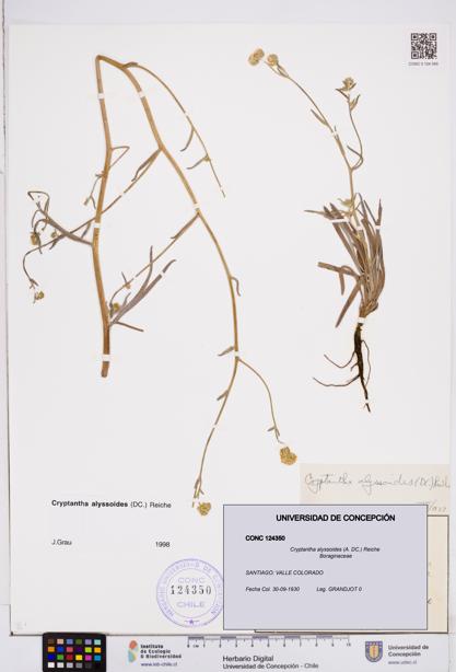 Cryptantha alyssoides [Espécimen: ]
