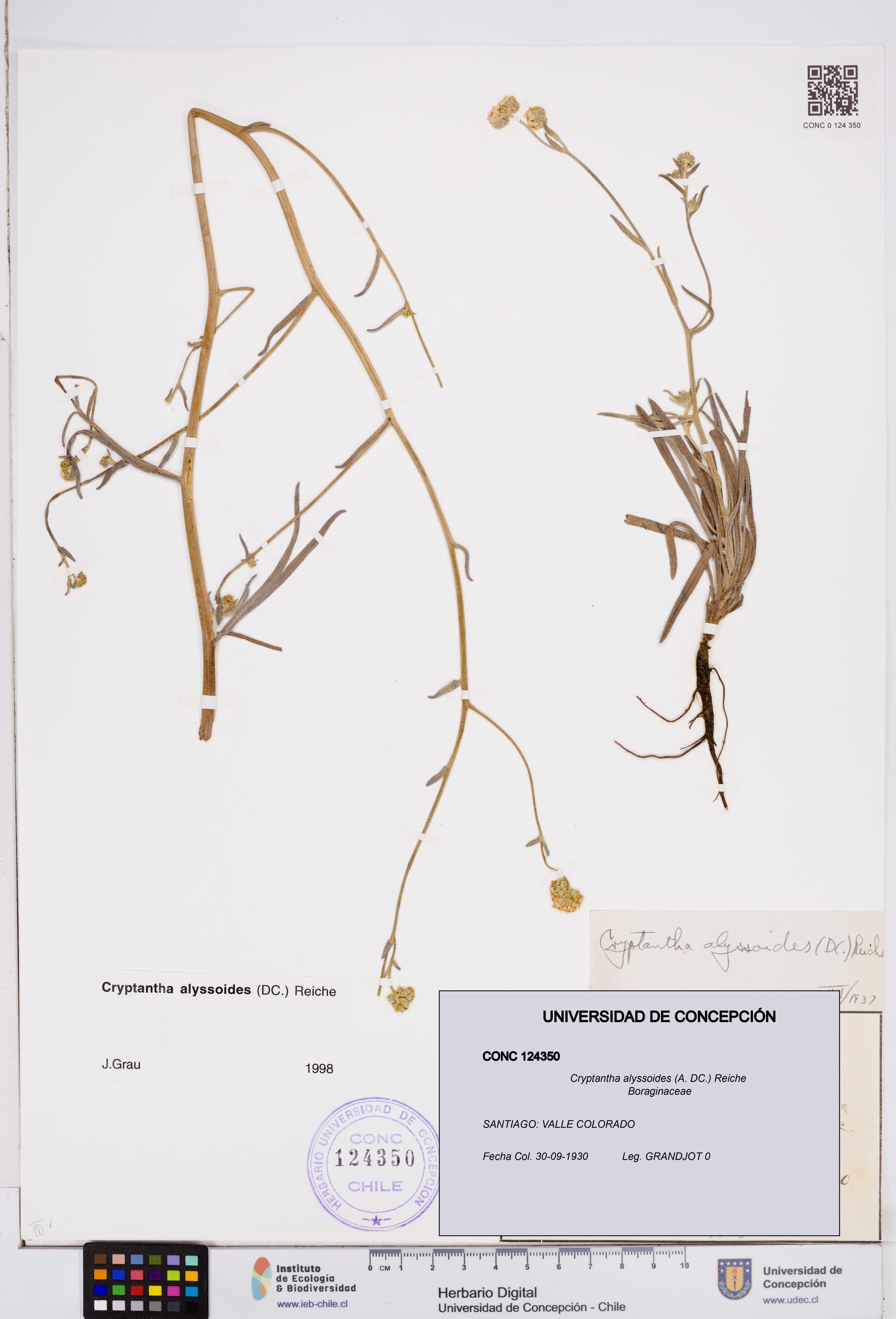 Cryptantha alyssoides [Espécimen: ]