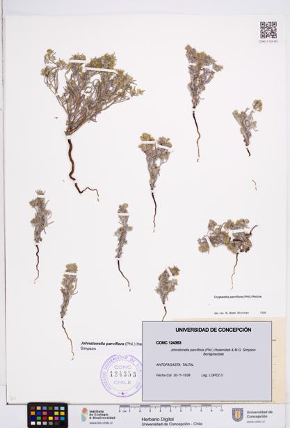 Johnstonella parviflora [Espécimen: ]