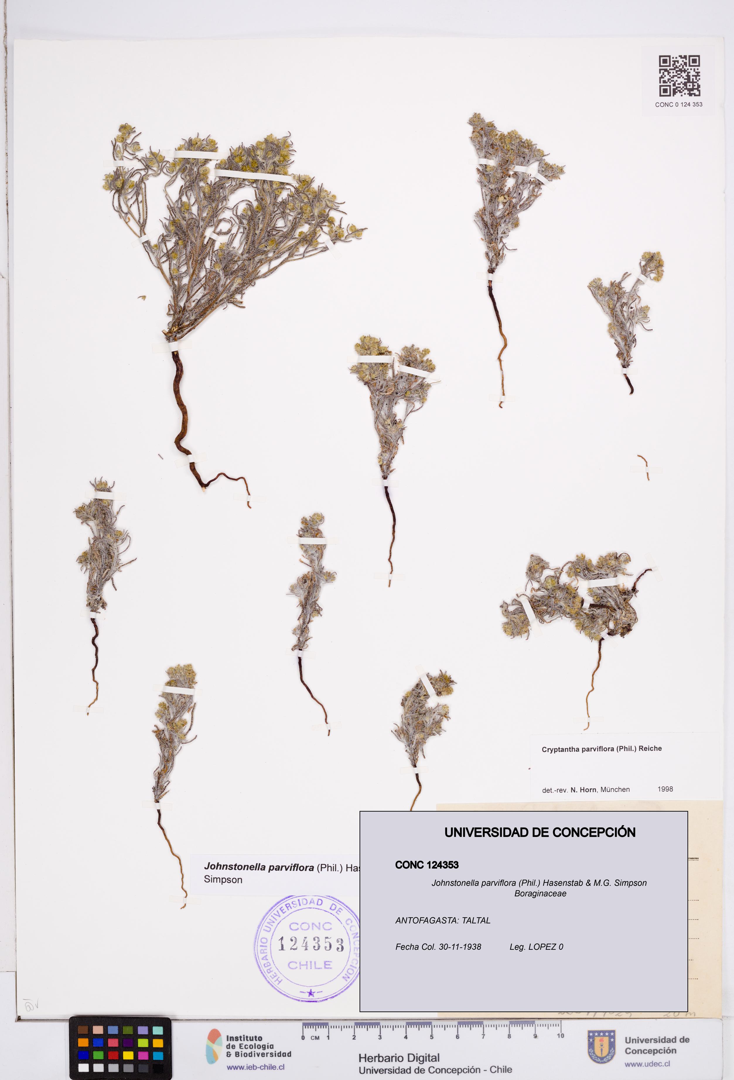 Johnstonella parviflora [Espécimen: ]