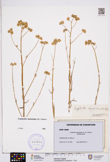 Cryptantha alyssoides [Espécimen: ]