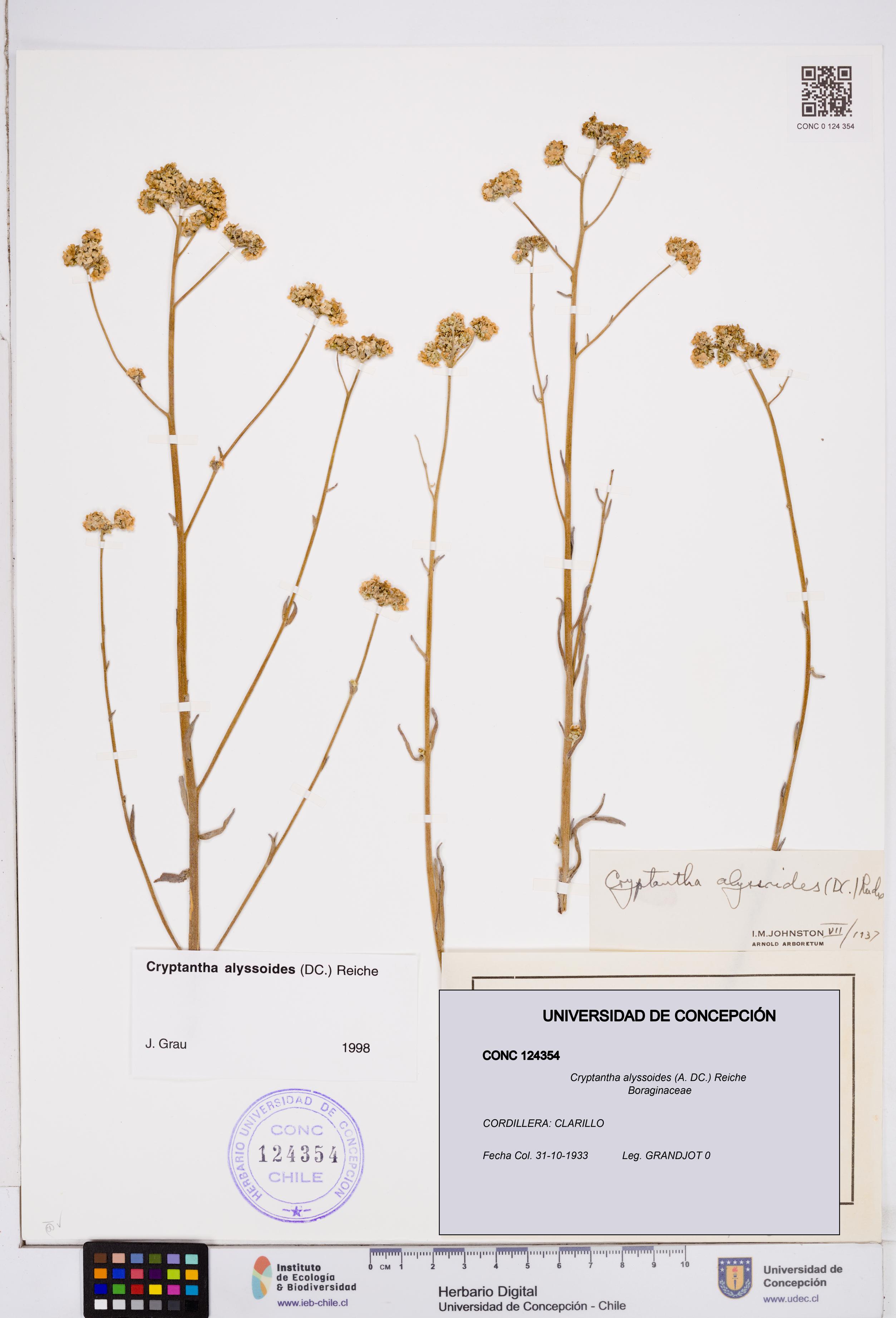 Cryptantha alyssoides [Espécimen: ]