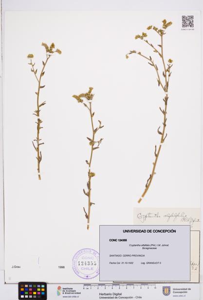 Cryptantha alfalfalis [Espécimen: ]
