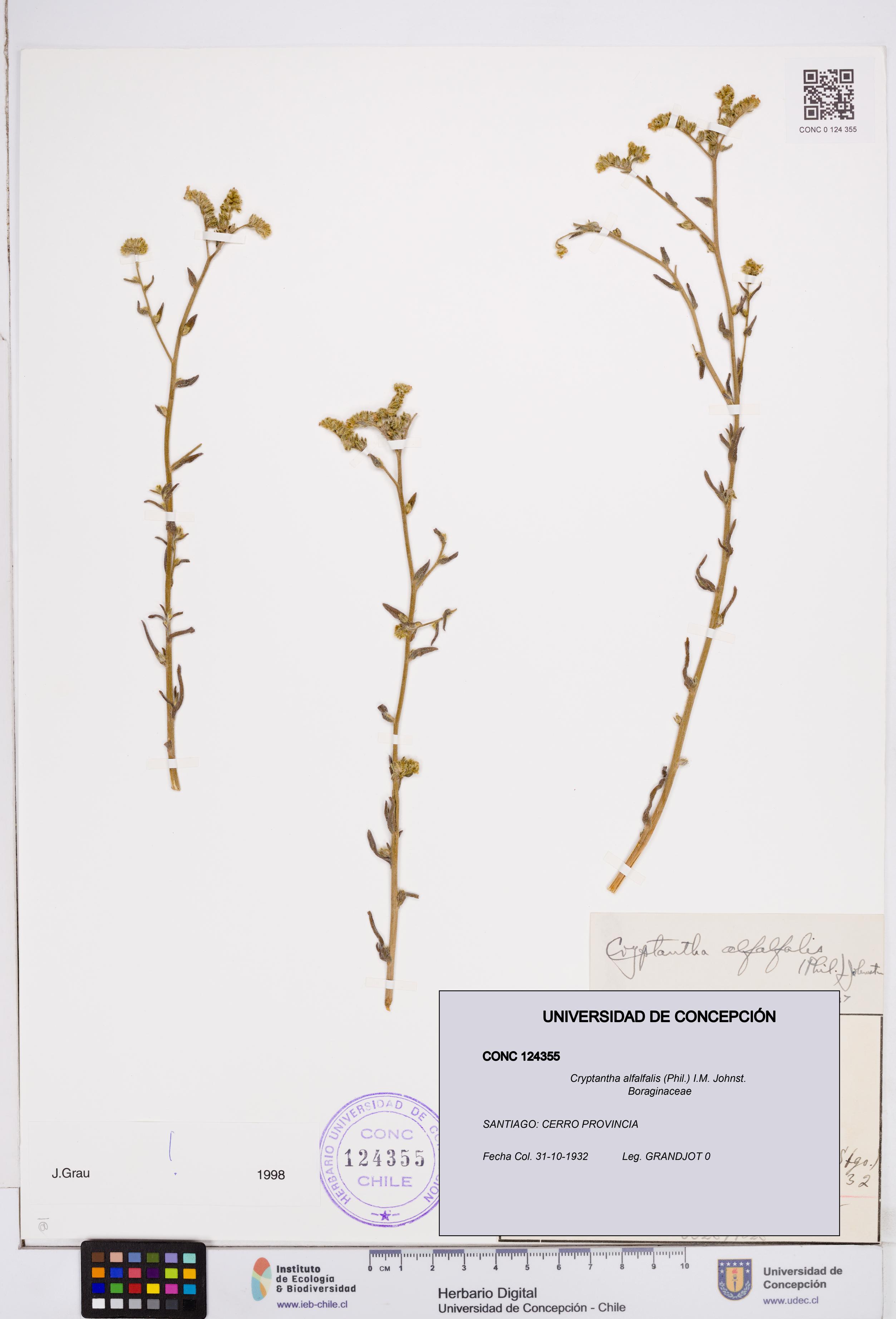 Cryptantha alfalfalis [Espécimen: ]