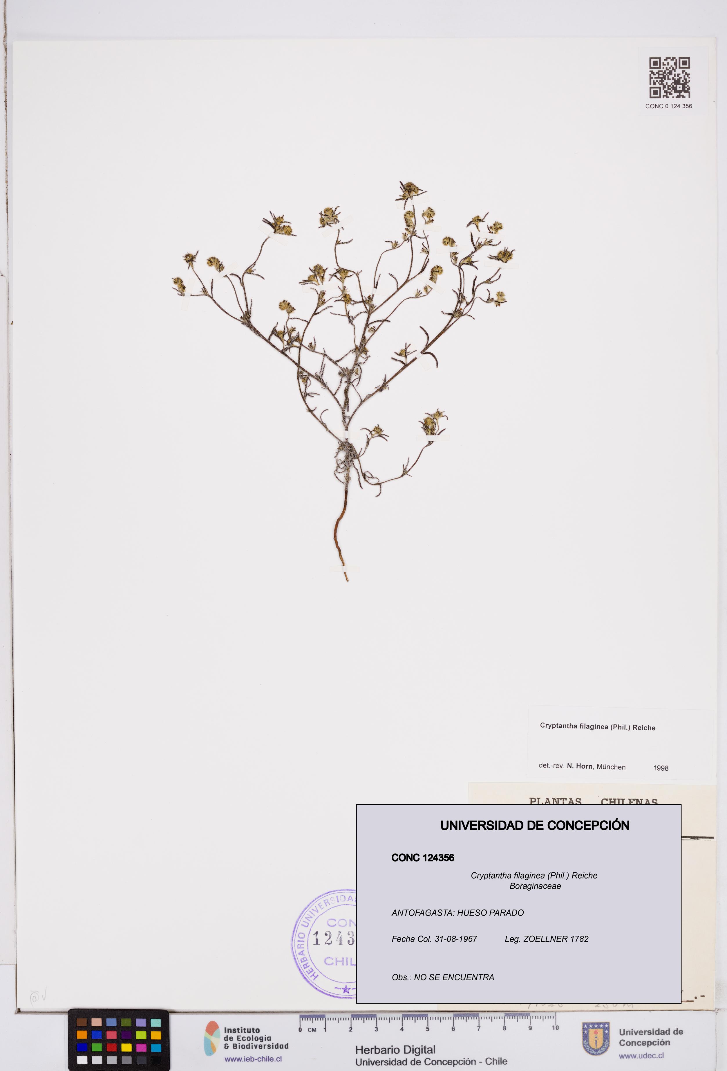 Cryptantha filaginea [Espécimen: ]