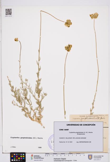 Cryptantha gnaphalioides [Espécimen: ]