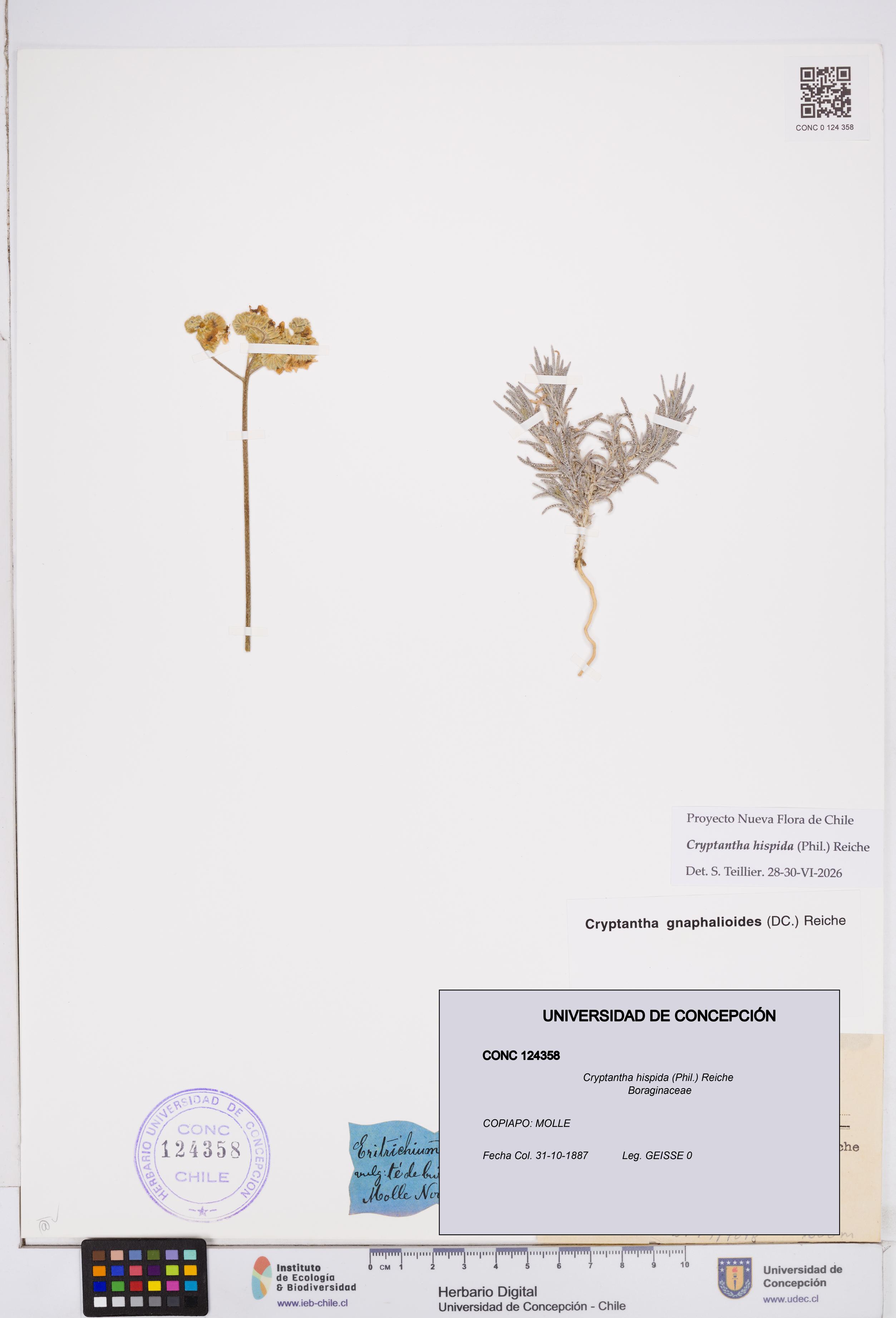 Cryptantha hispida [Espécimen: ]