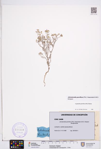Johnstonella parviflora [Espécimen: ]