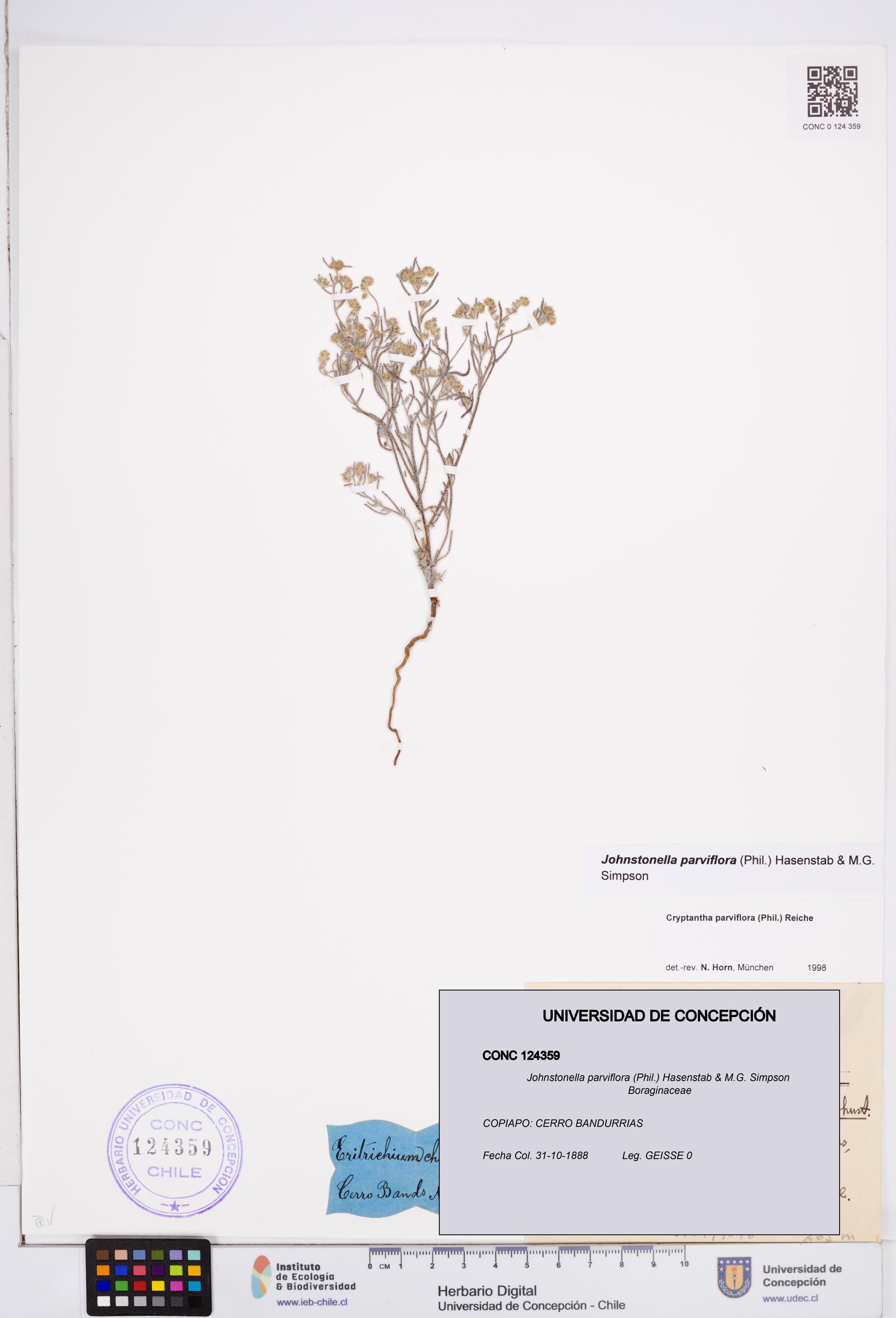 Johnstonella parviflora [Espécimen: ]