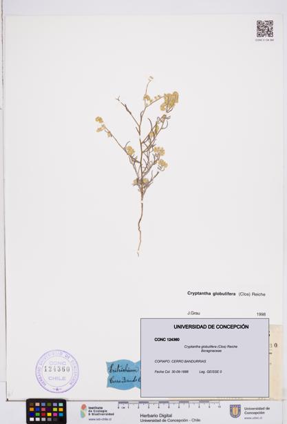 Cryptantha globulifera [Espécimen: ]