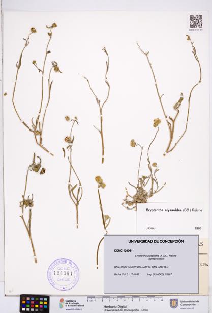 Cryptantha alyssoides [Espécimen: ]