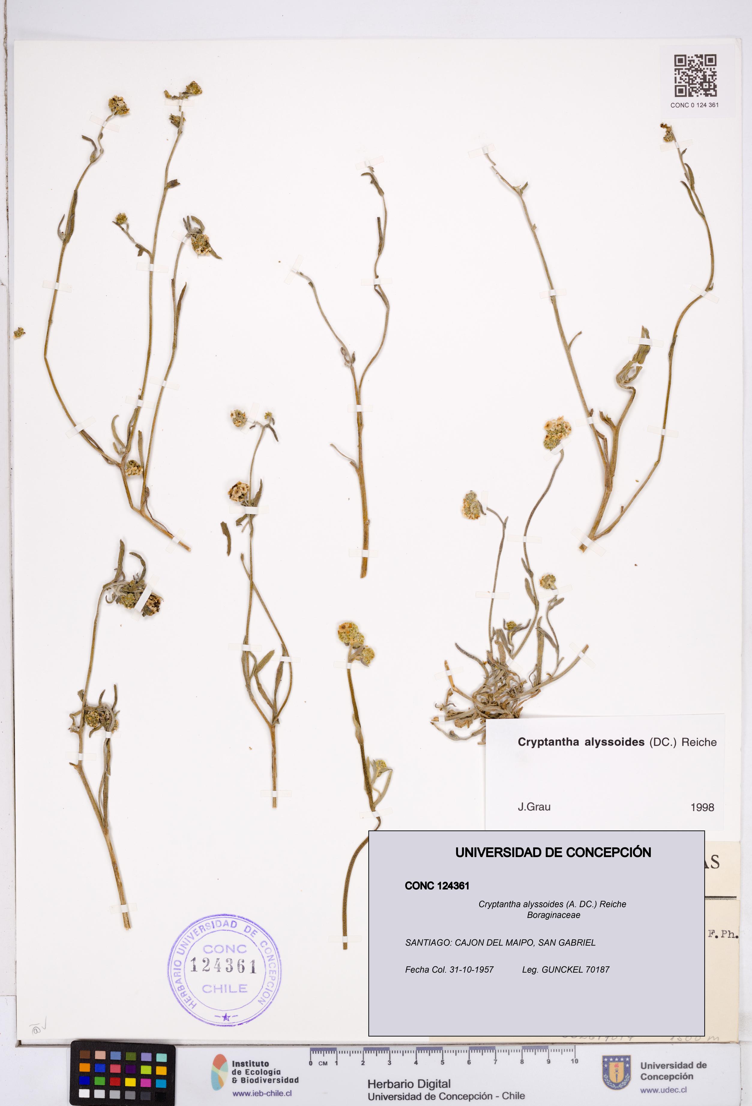Cryptantha alyssoides [Espécimen: ]