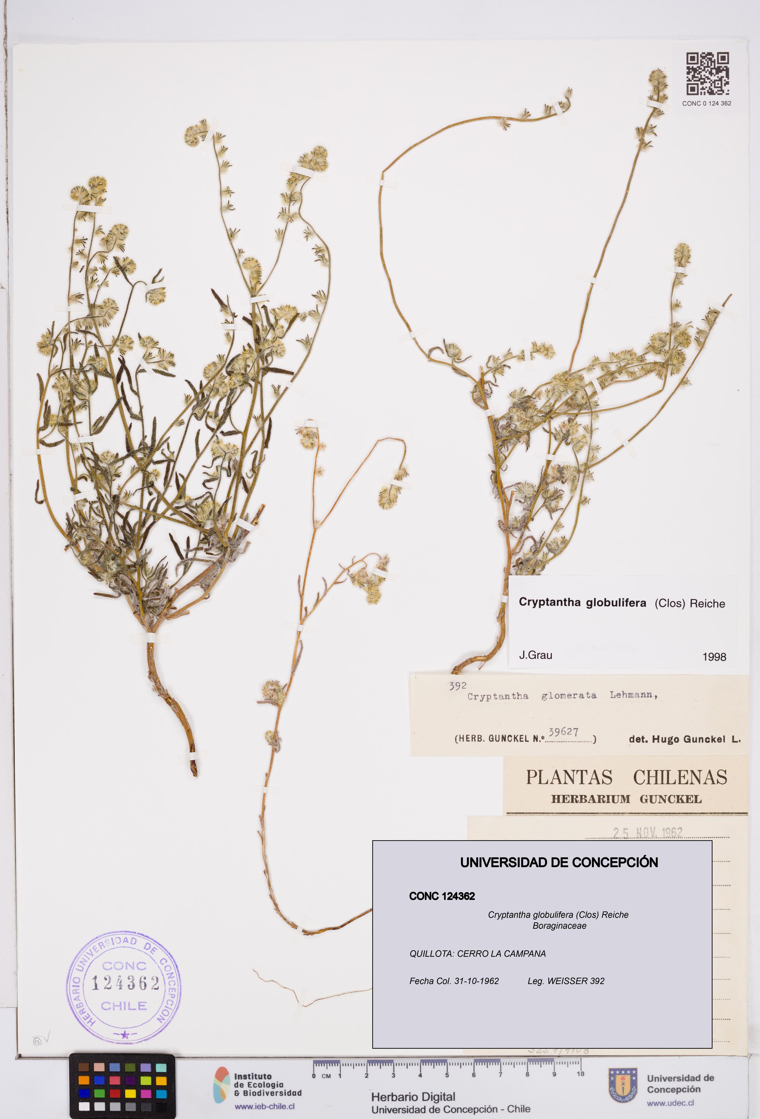 Cryptantha globulifera [Espécimen: ]