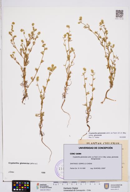 Cryptantha glomerata subsp. glomerata [Espécimen: ]