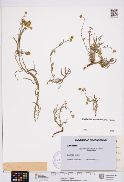 Cryptantha alyssoides [Espécimen: ]