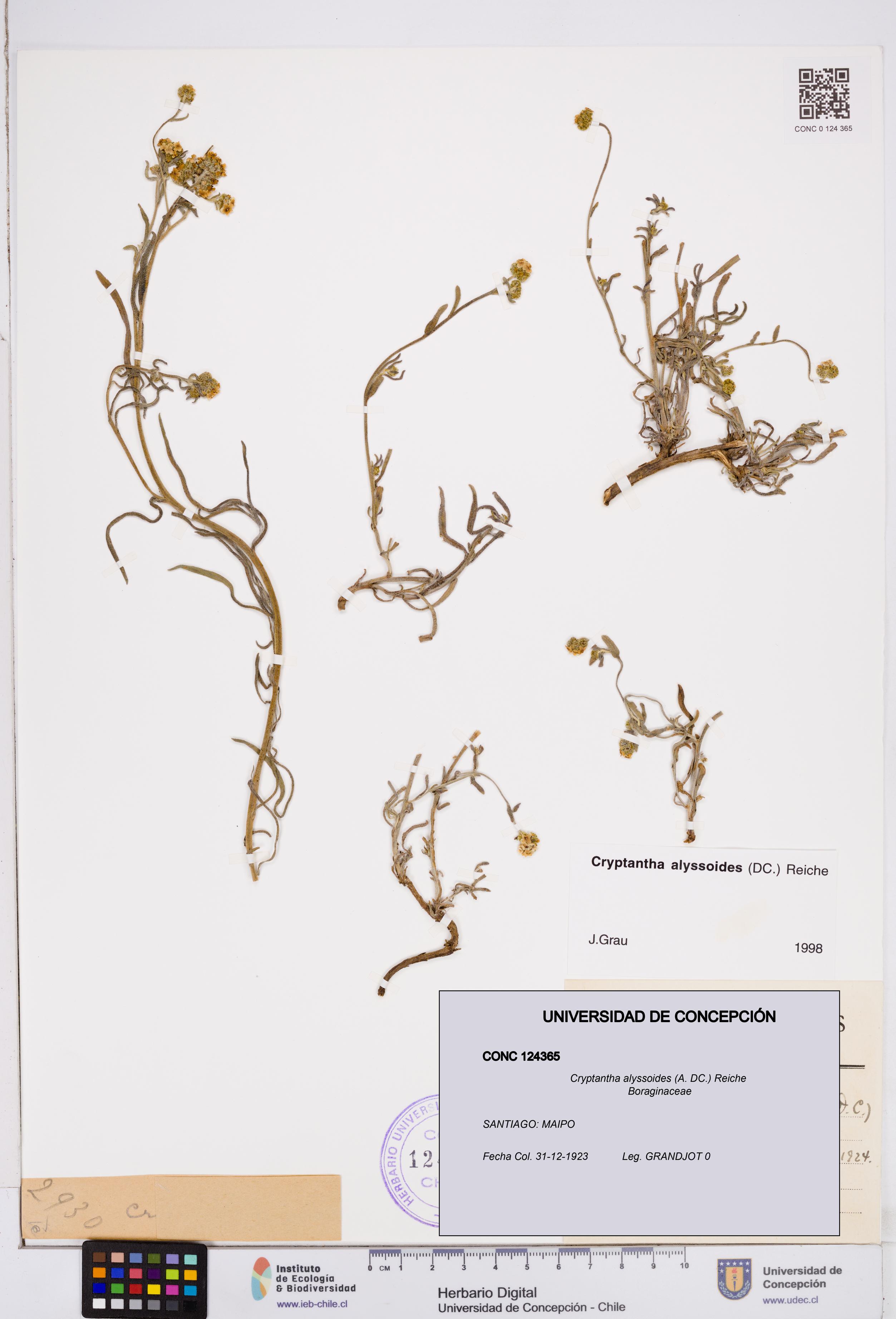 Cryptantha alyssoides [Espécimen: ]