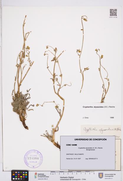 Cryptantha alyssoides [Espécimen: ]
