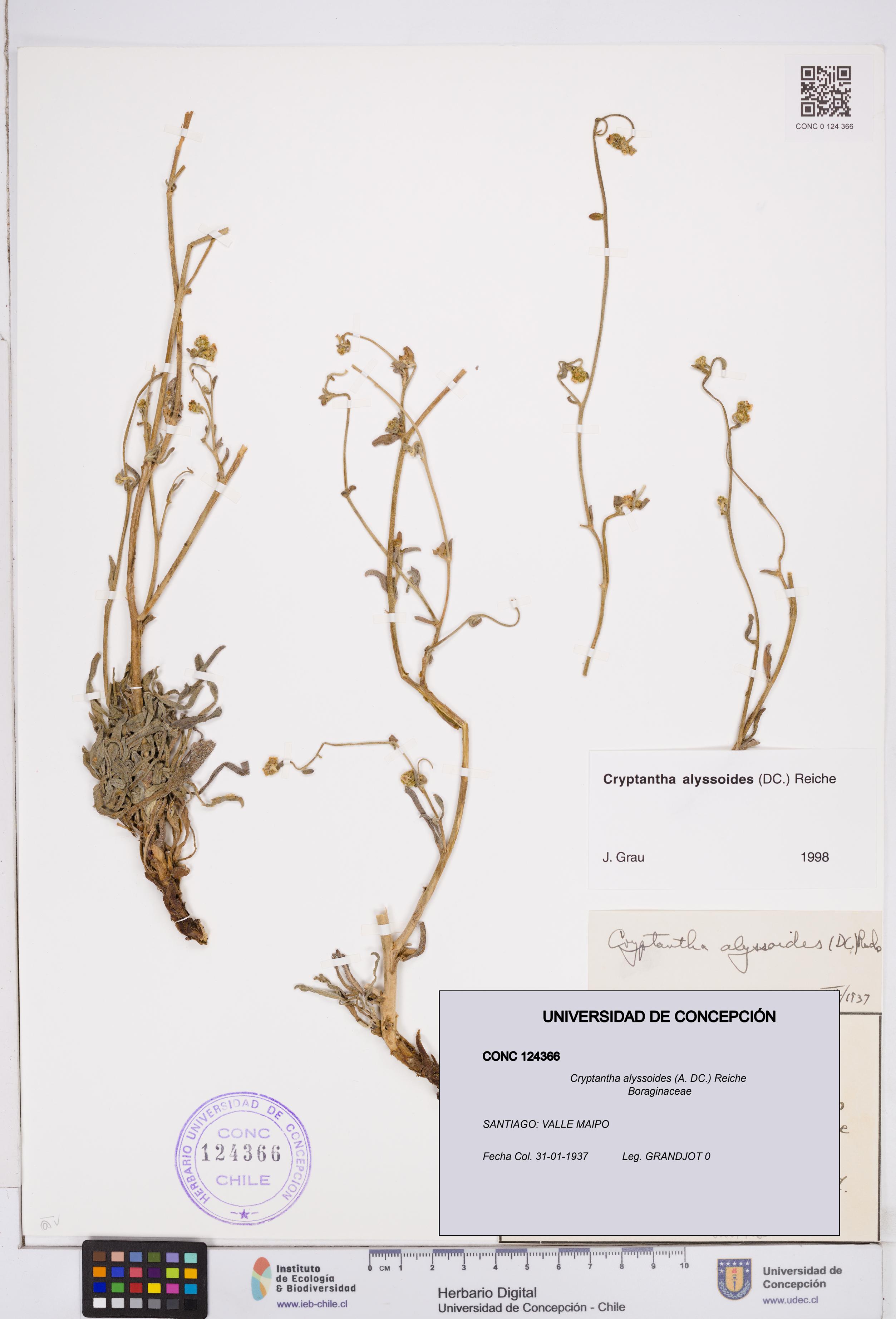 Cryptantha alyssoides [Espécimen: ]