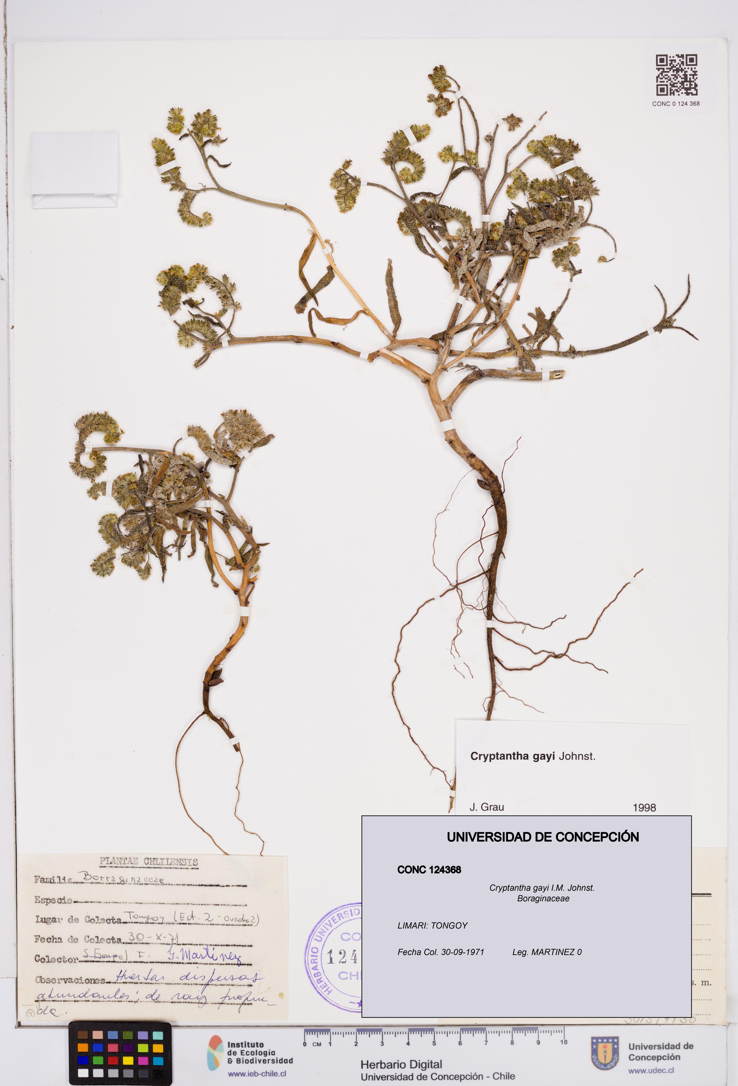 Cryptantha gayi [Espécimen: ]
