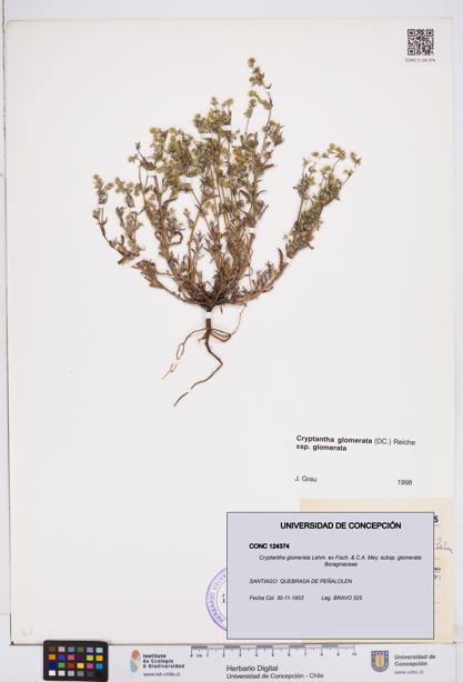 Cryptantha glomerata subsp. glomerata [Espécimen: ]