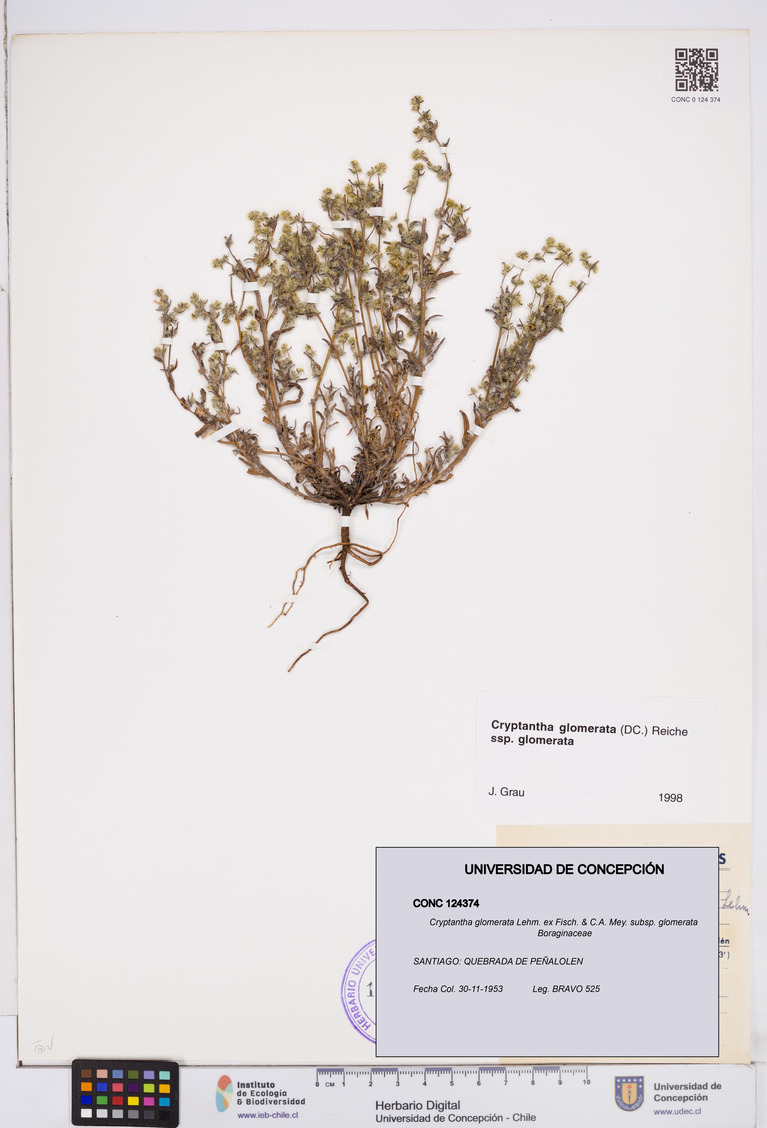 Cryptantha glomerata subsp. glomerata [Espécimen: ]