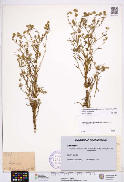 Cryptantha glomerata subsp. glomerata [Espécimen: ]