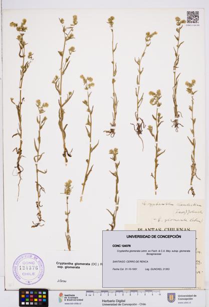 Cryptantha glomerata subsp. glomerata [Espécimen: ]