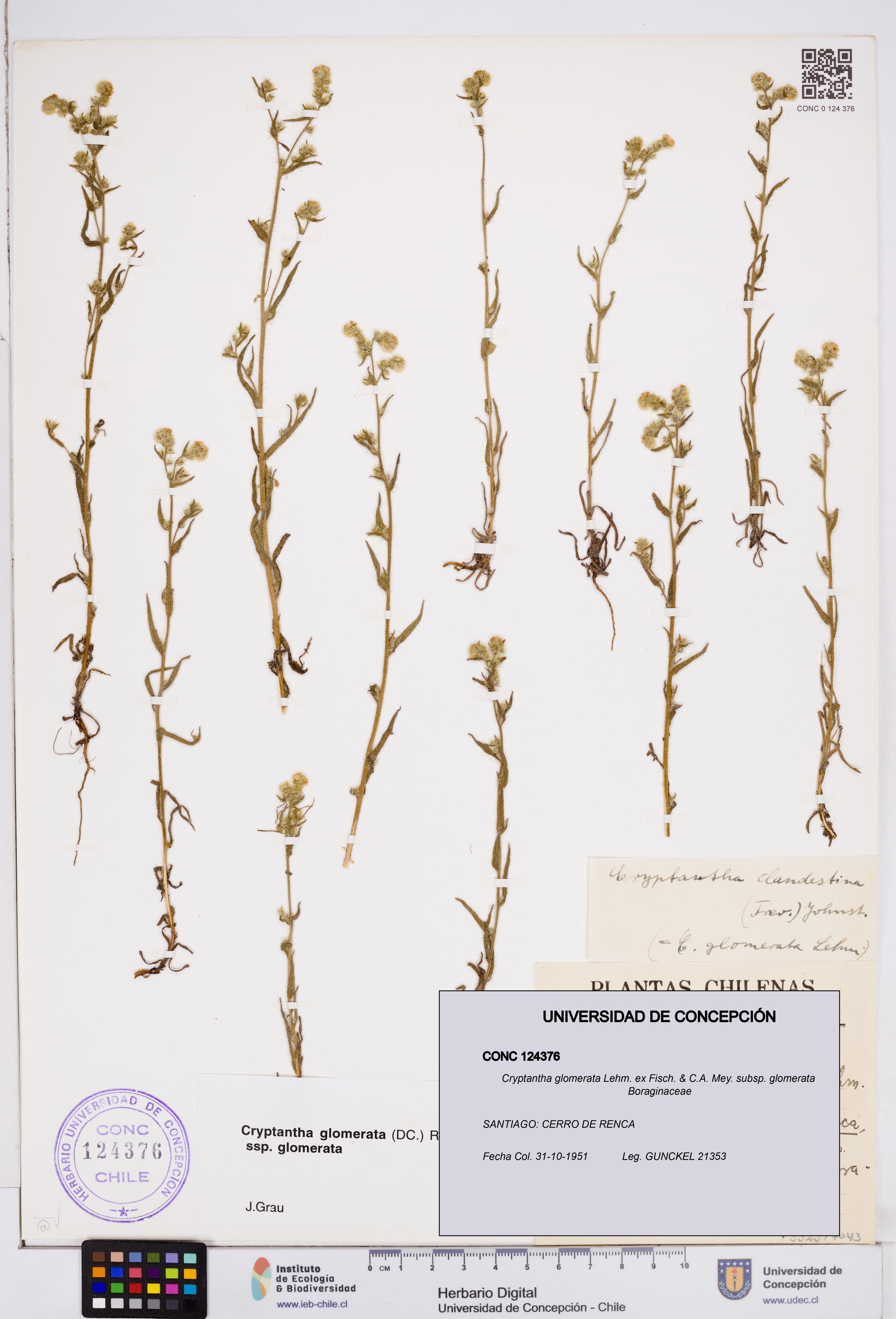 Cryptantha glomerata subsp. glomerata [Espécimen: ]