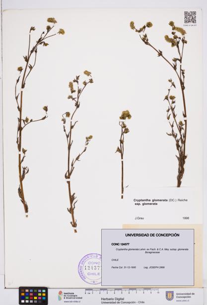 Cryptantha glomerata subsp. glomerata [Espécimen: ]