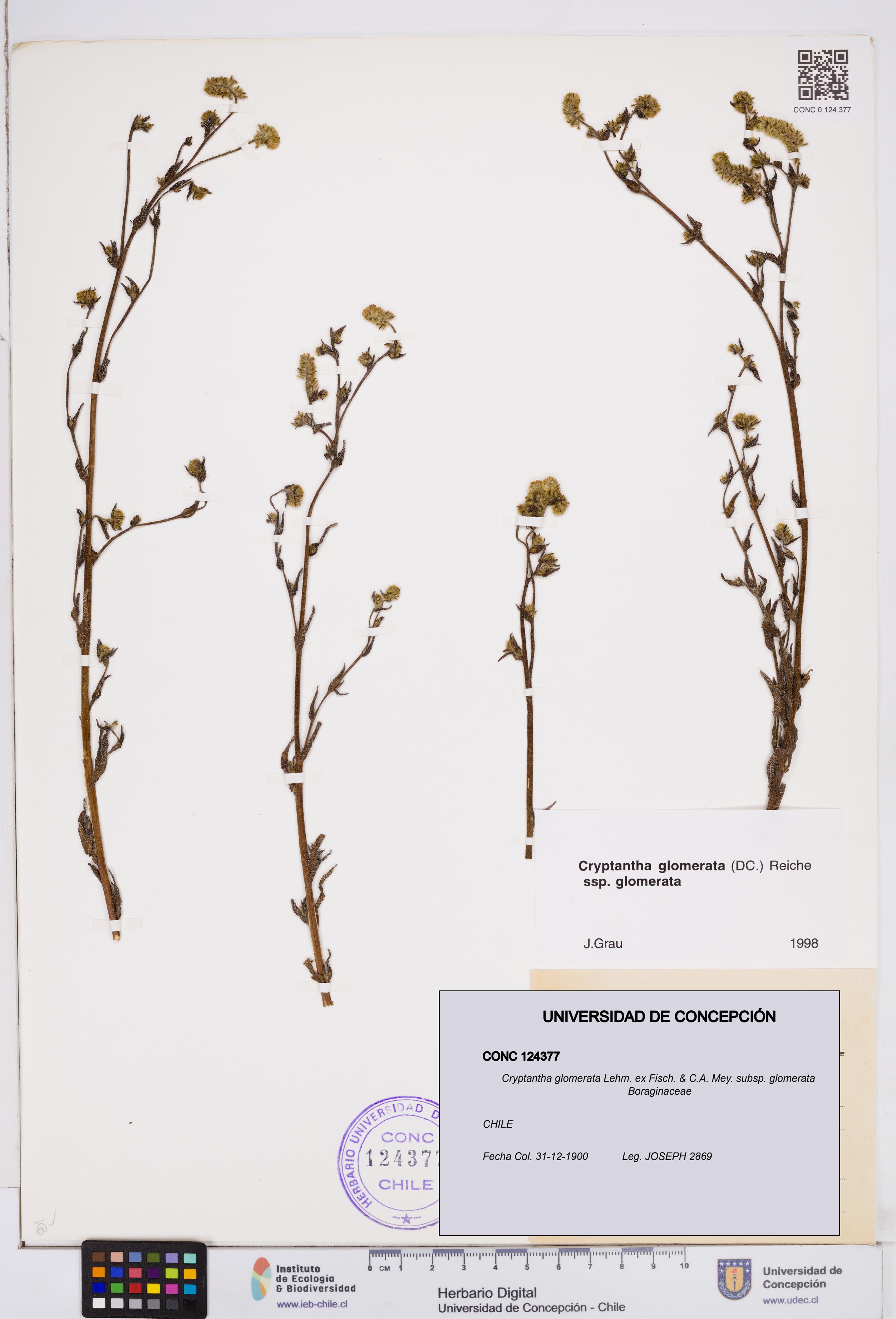Cryptantha glomerata subsp. glomerata [Espécimen: ]