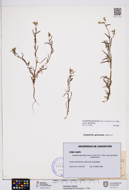 Cryptantha glomerata subsp. glomerata [Espécimen: ]
