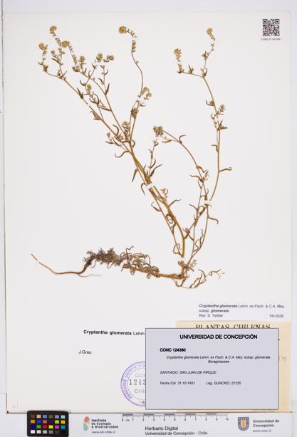 Cryptantha glomerata subsp. glomerata [Espécimen: ]